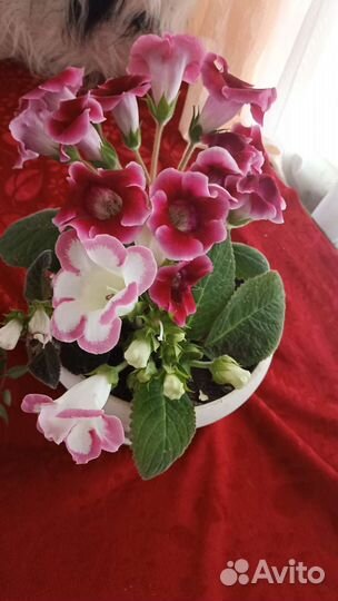 Цветы глоксиния бардовая