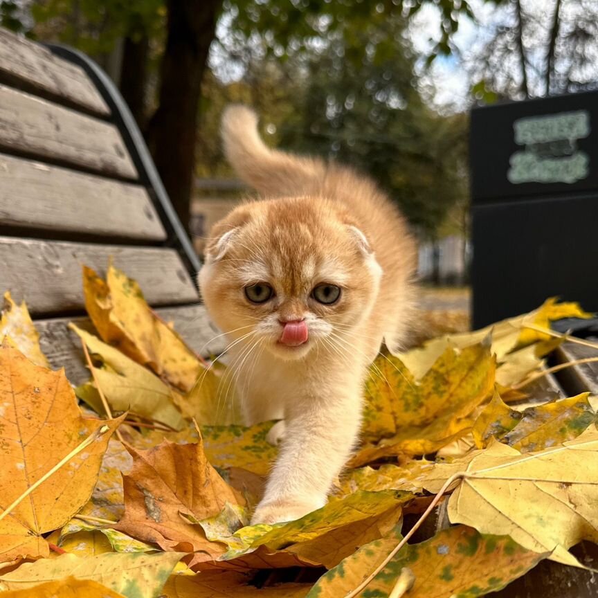 Скотиш фолд золотая шиншилла мальчик