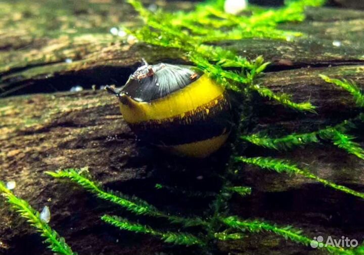 Улитка Рогатая Неретина Билайн (Horned Nerite Sna