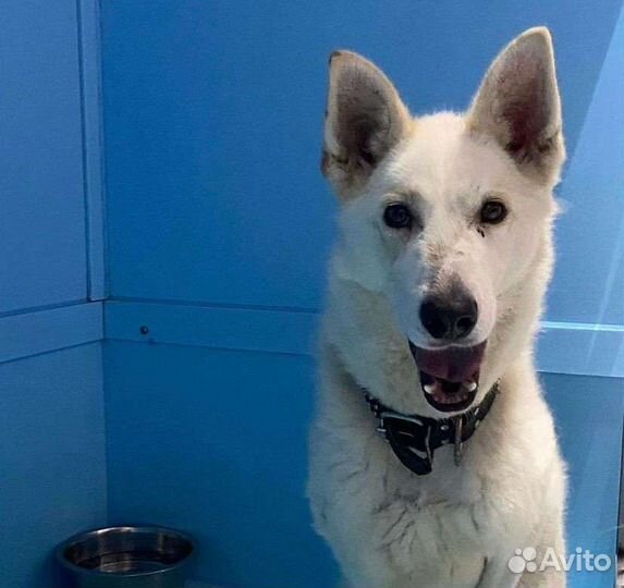 Лаечка в никуда