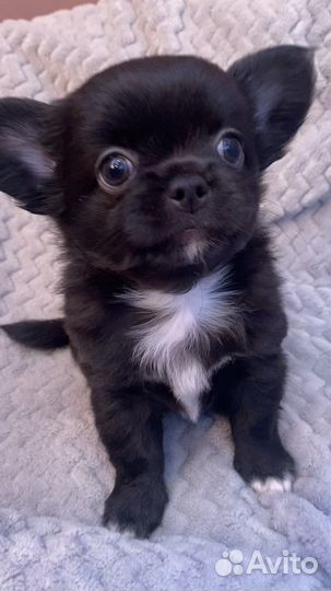 Шикарные детки чихуахуа