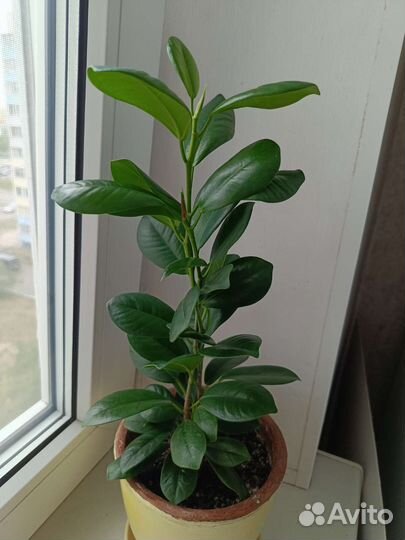 Фикусы и молочай