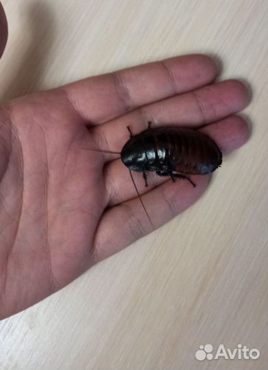 Мадагаскарские тараканы