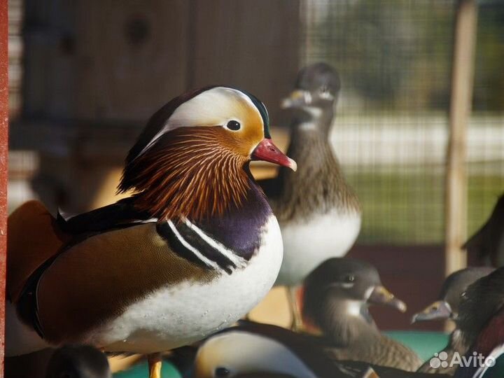 Экскурсия — Сочи — Бёрдвотчинг в орнитологическом