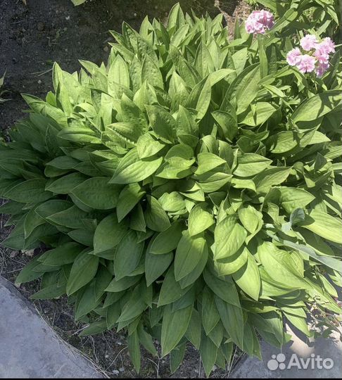 Хоста мини, карликовая хоста