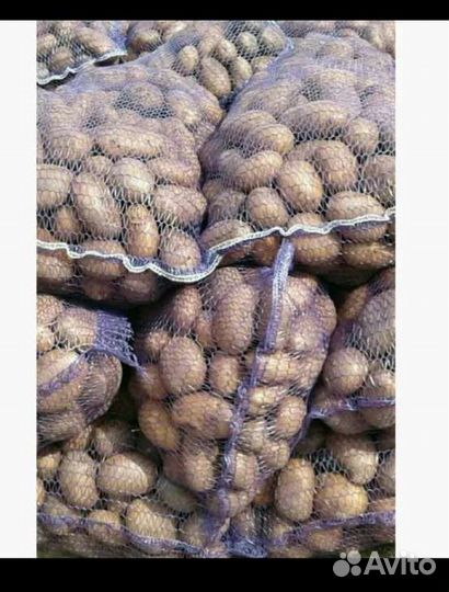 Картофель оптом и в розницу