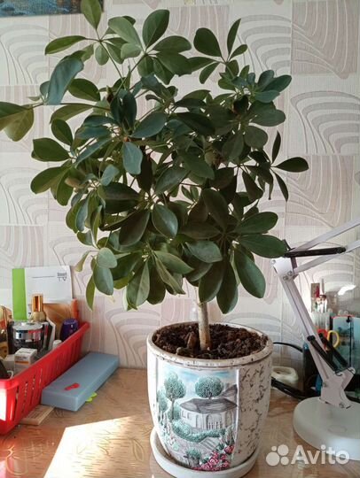 Комнатные цветы шефлера