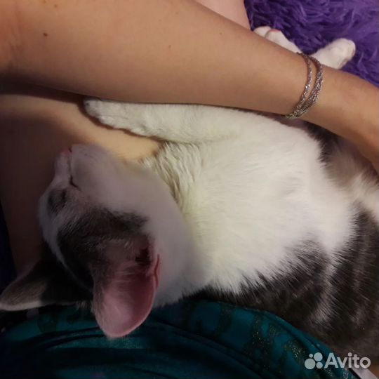 Передержка кошек. Зоогостиница. Зооняня