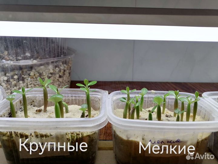 Семена адениума обесум микс