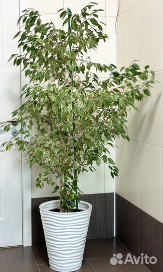 Фикус бенджамина большой