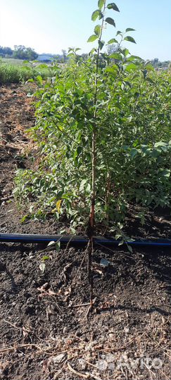 Сеянцы Магалепка Алыча Жердель (абрикос )