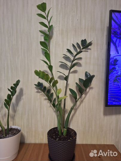 Замиокулькас