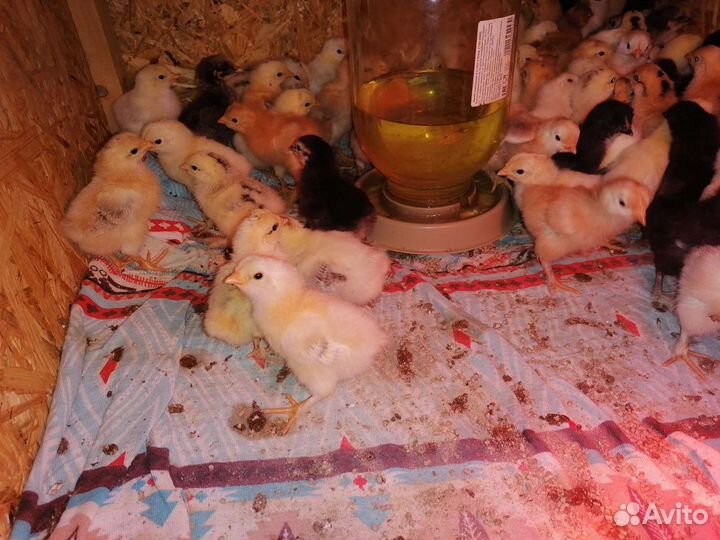 Инкубационное яйцо