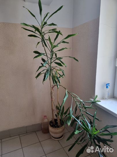 Пальма драцена большая