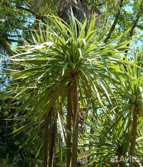 Кордилина южная, семена