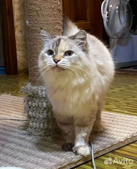 Маруся в дар