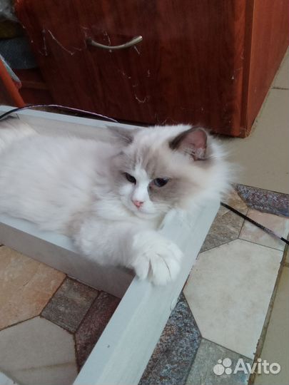 Регдолл кот