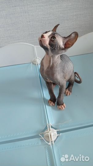 Ахиллес сын Никаса