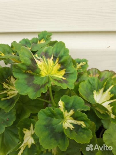 Пеларгония