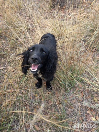 Спаниель щенок