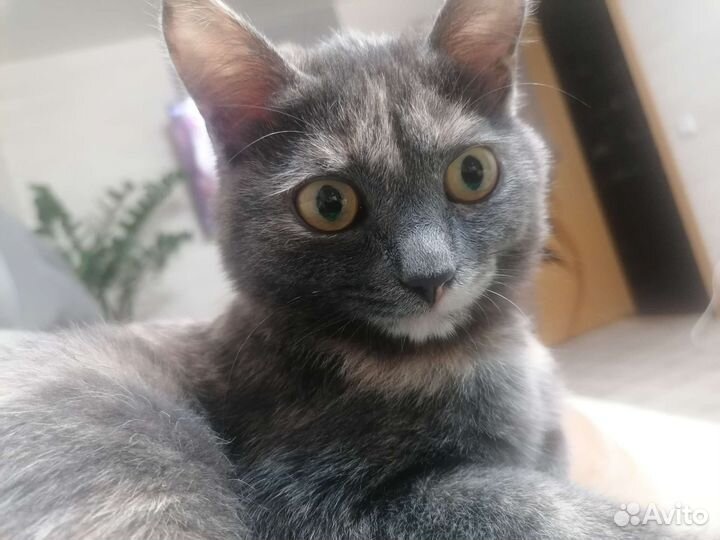 Кошка потеряшка