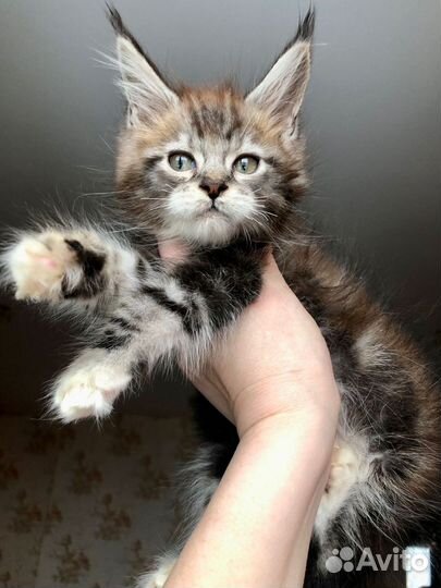 Котята мейн-кун