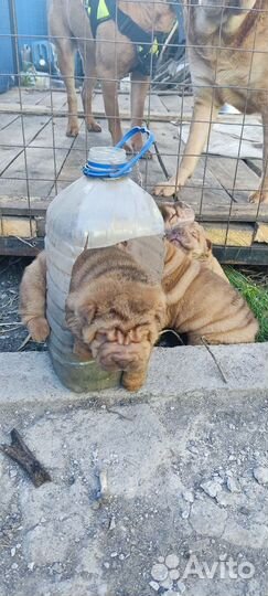 Собаки щенки