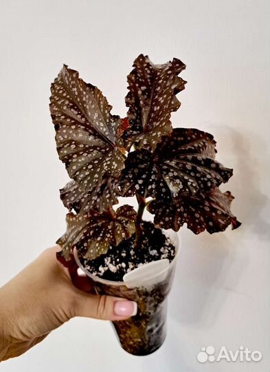 Бегонии Тростниковые