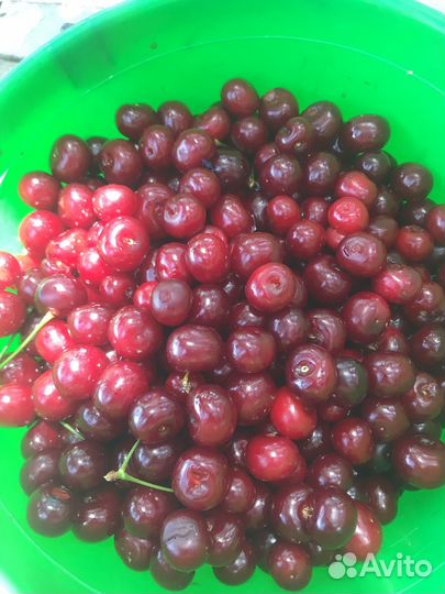 Вишня, красная смородина