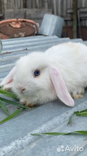 Декоративные кролики