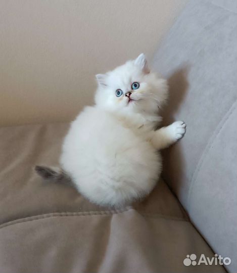 Шотландский котенок