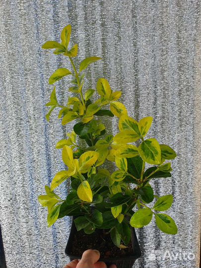 Бересклет Форчуна