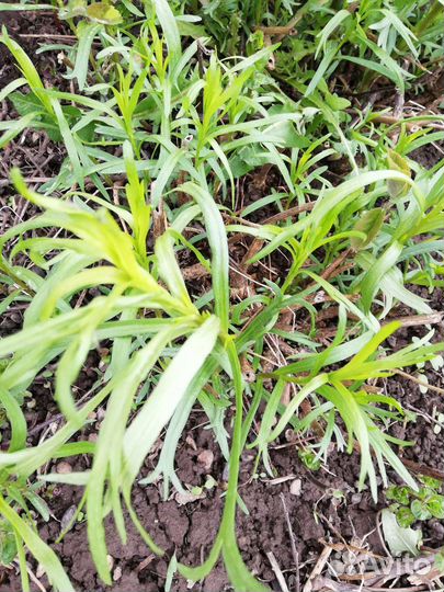 Щавель, лук, мелисса, тархун