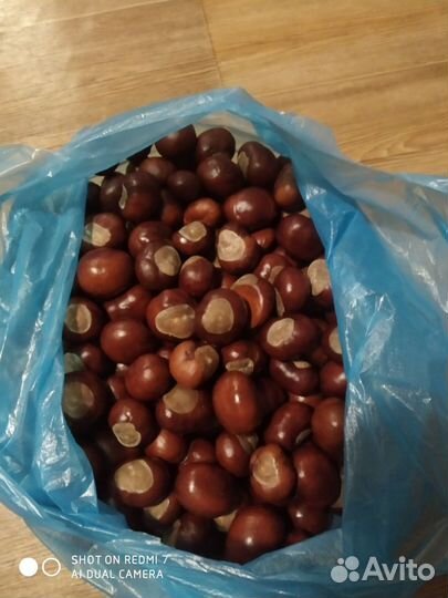 Каштан конский