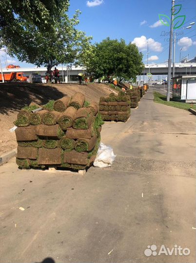 Рулонный газон с укладкой