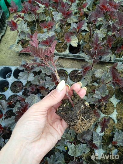 Пузыри плодник