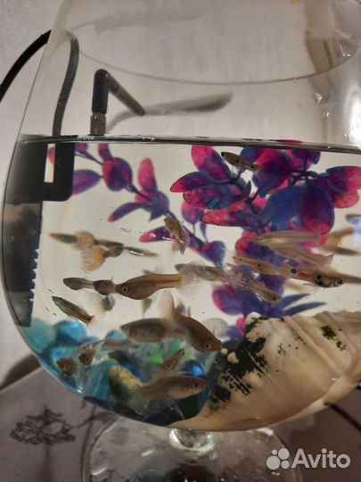 Аквариумные рыбки гуппи