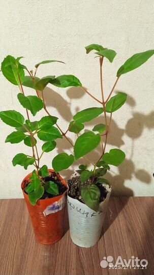 Черенки фуксии