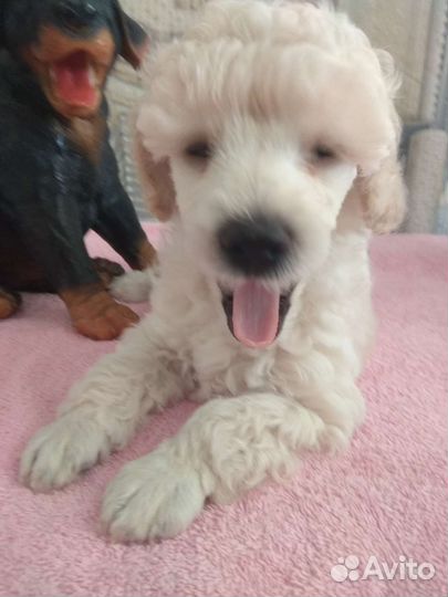 Пуделяшка-очаровашка