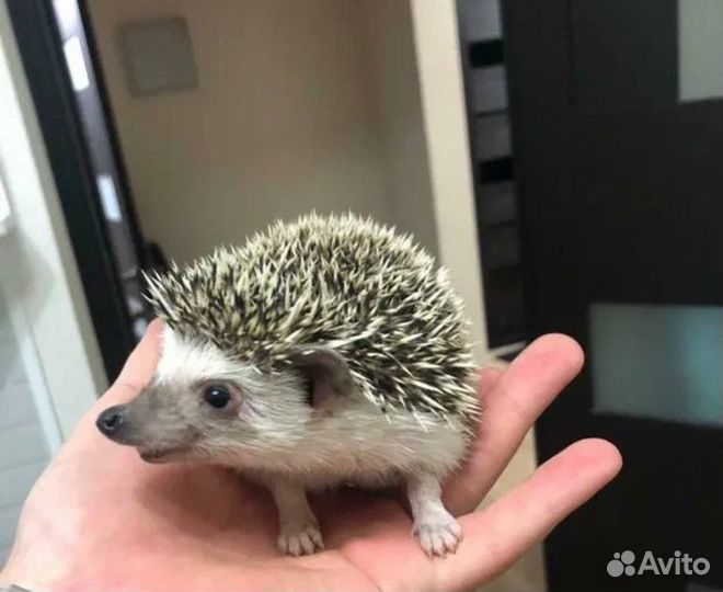 Карликовый африканский ежик