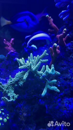 Живые кораллы