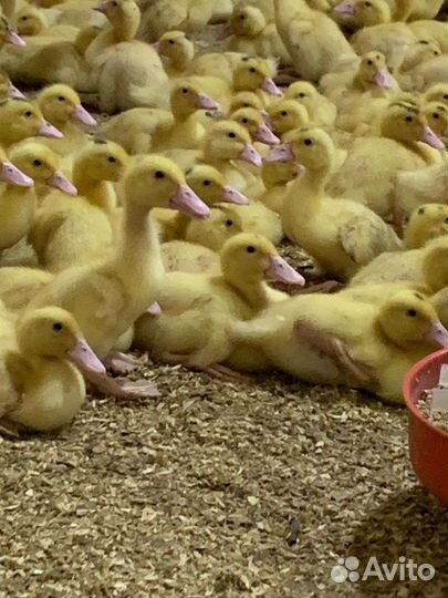 Утята,бройлер,гусята,цыплята
