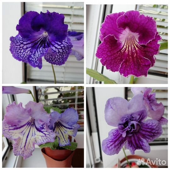 Стрептокарпусы