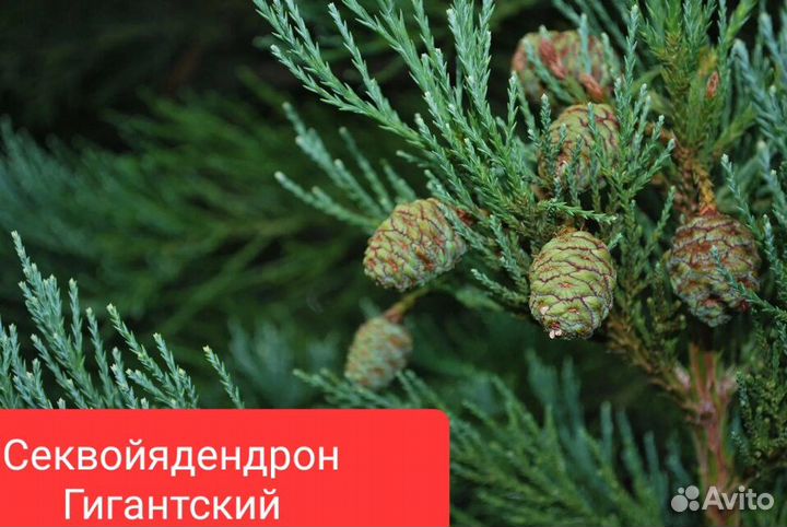 Семена Секвойи и Секвойядендрона