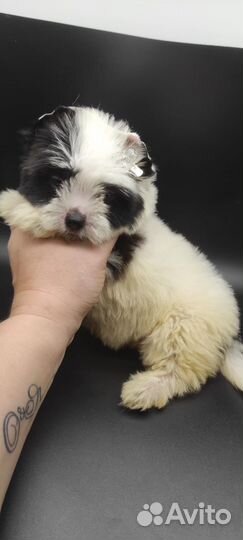 Малышки йорки