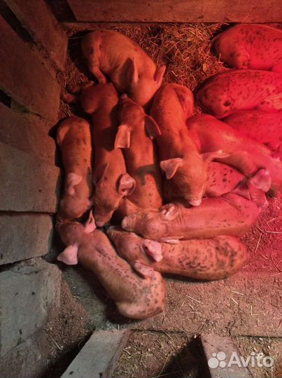 Поросята