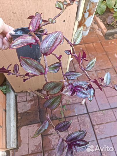 Традесканция