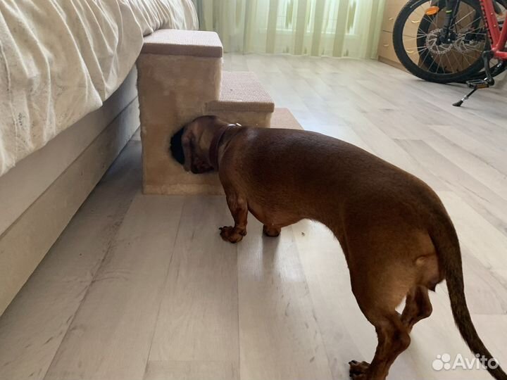 Лестница для собак