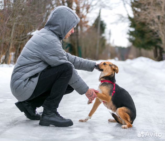 Собака в добрые руки
