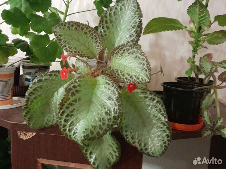 Глоксиния цветущая